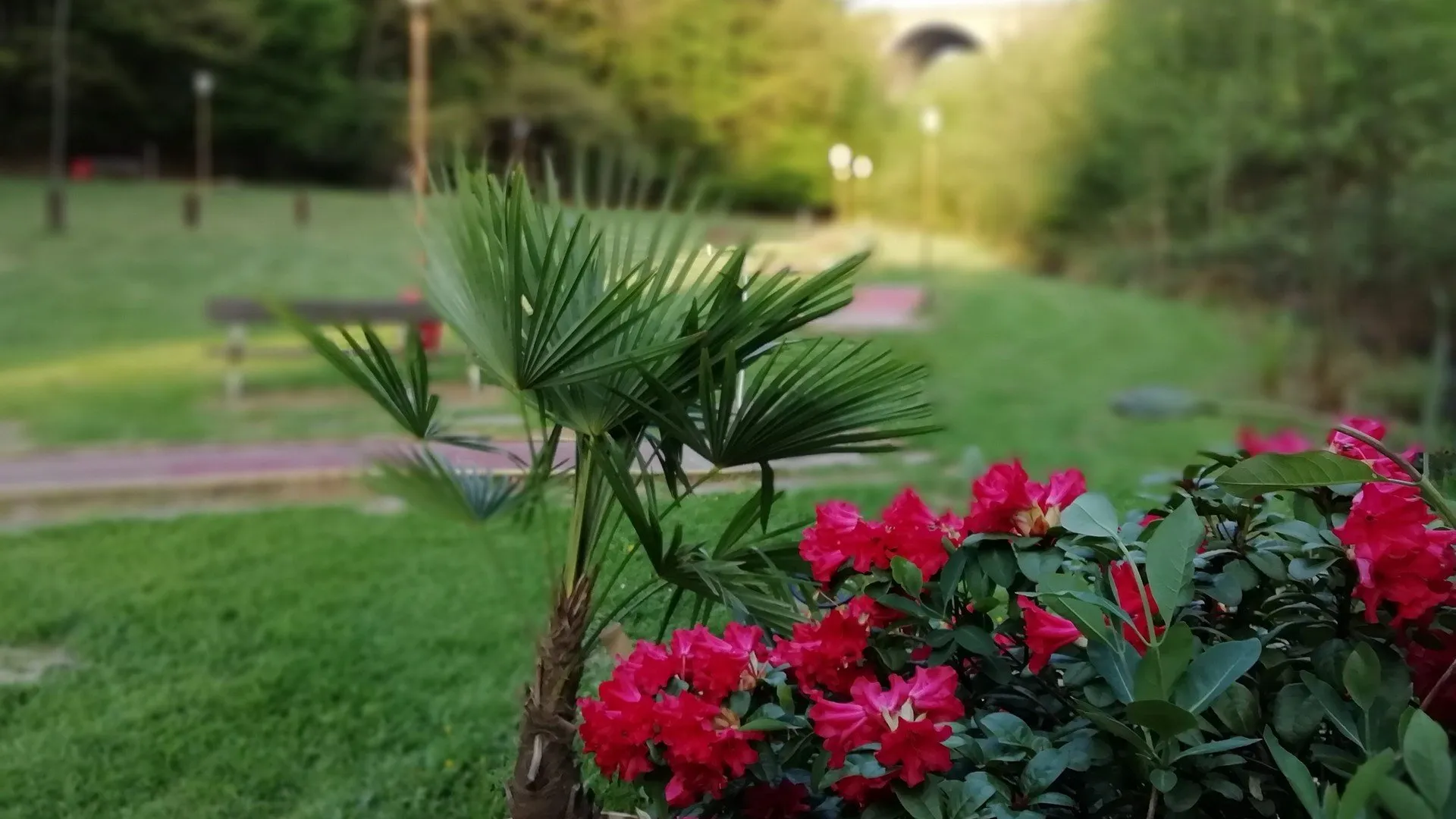 Pflanzen vor Golfbahn am Minigolfplatz Sterngolf